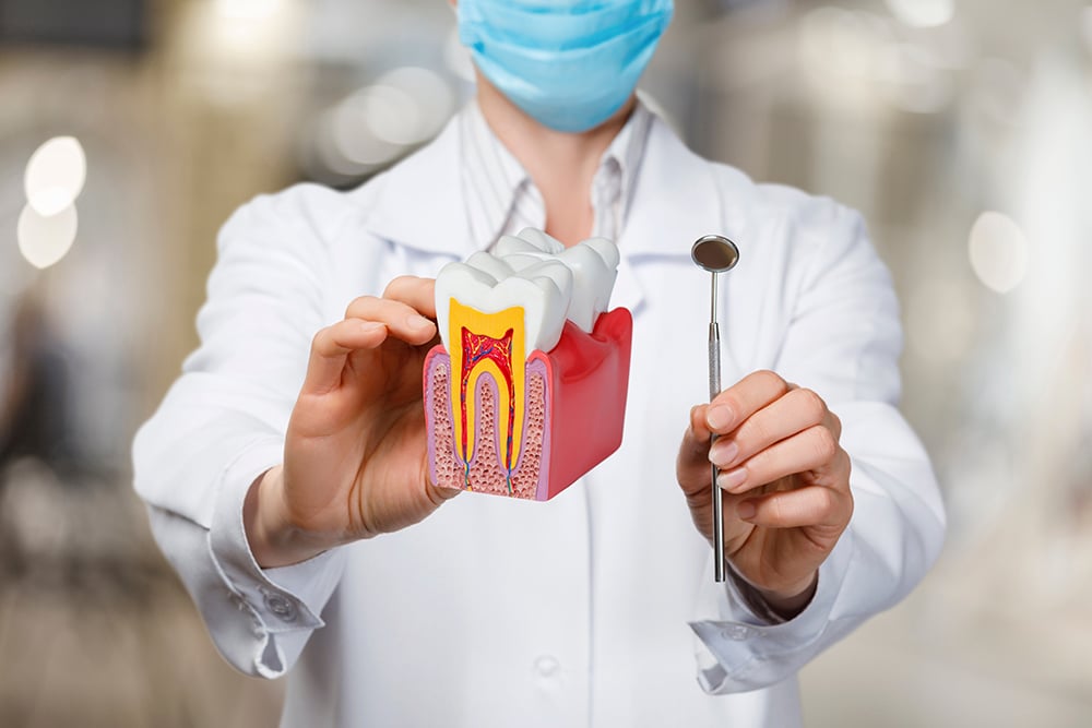 A dental professional in a white coat holding a model tooth, emphasizing the importance of root canals in preserving oral health